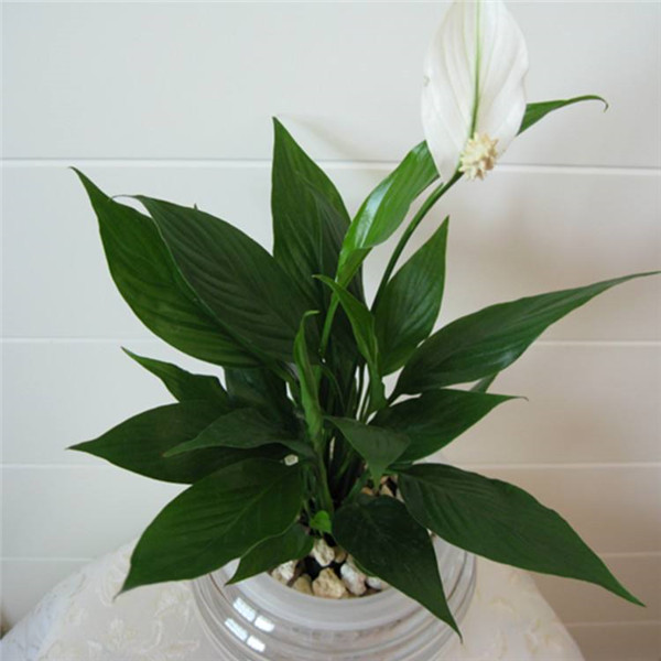 һ˳Ļô£һ˳ĻԭΪ