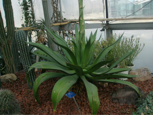 龙舌兰植物有什么作用 没想到家养龙舌兰还有这么多好处