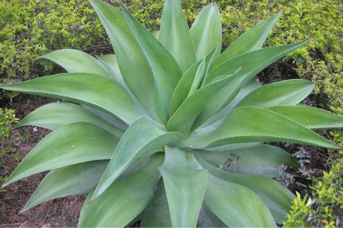 龙舌兰植物有什么作用 没想到家养龙舌兰还有这么多好处