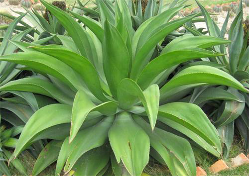 龙舌兰植物有什么作用 没想到家养龙舌兰还有这么多好处