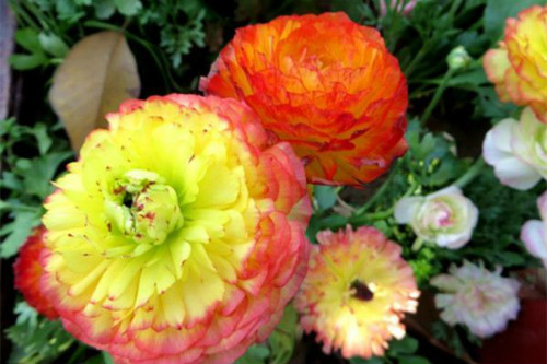 花毛茛香味有毒吗能种在室内吗 家养花毛茛注意事项介绍