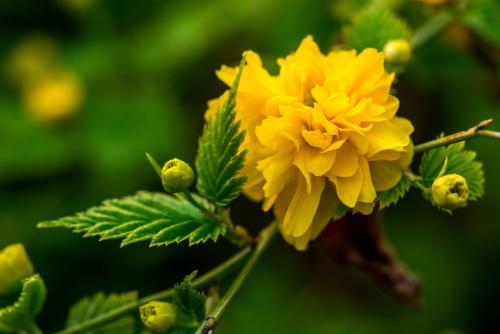 棣棠花的花语和传说是什么 棣棠花的品种很多你都了解吗
