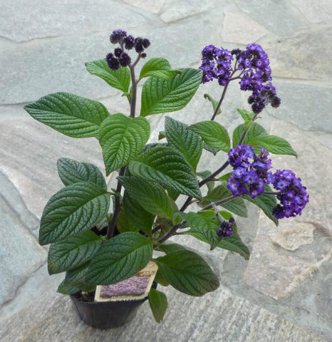 家养香水草好不好 香水草的功效和作用有哪些