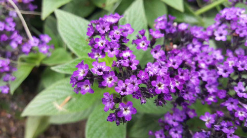 家养香水草好不好 香水草的功效和作用有哪些