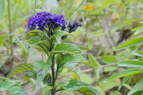 家养香水草好不好 香水草的功效和作用有哪些