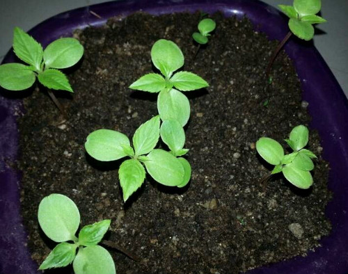 凤仙花种子怎么种出苗快 盆栽凤仙花种植方法及注意事项介绍