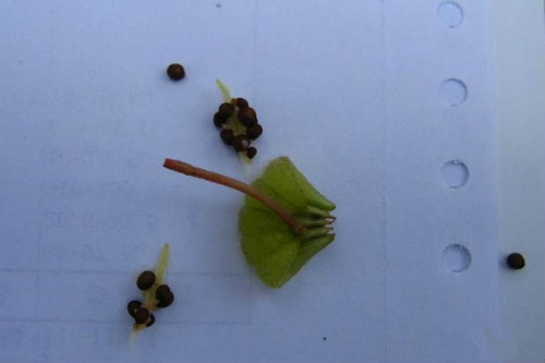 凤仙花种子怎么种出苗快 盆栽凤仙花种植方法及注意事项介绍