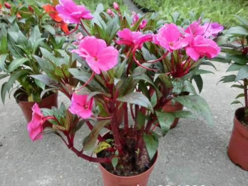 凤仙花种子怎么种出苗快 盆栽凤仙花种植方法及注意事项介绍