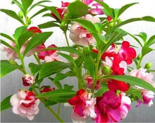 凤仙花种子怎么种出苗快 盆栽凤仙花种植方法及注意事项介绍