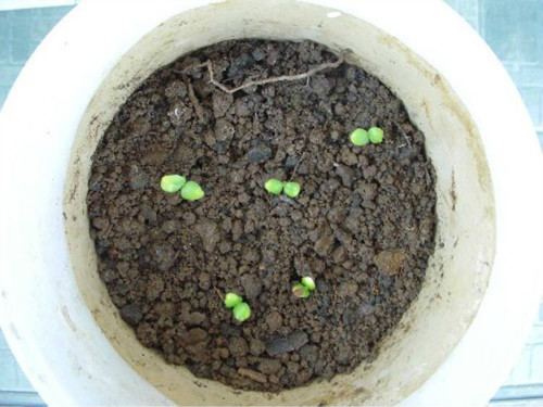 凤仙花种子怎么种出苗快 盆栽凤仙花种植方法及注意事项介绍