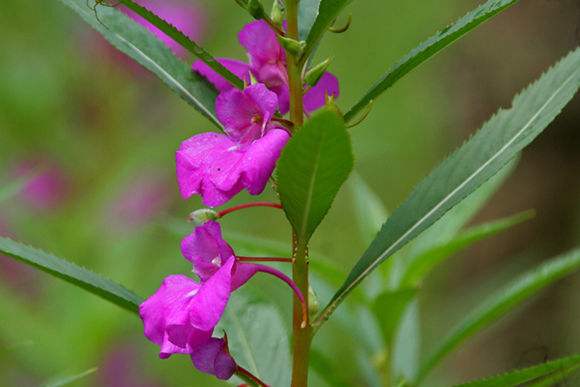 凤仙花几天浇一次水最好 凤仙花水肥管理技巧全在这里了