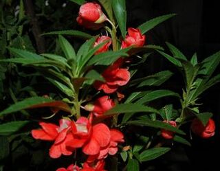 凤仙花几天浇一次水最好 凤仙花水肥管理技巧全在这里了