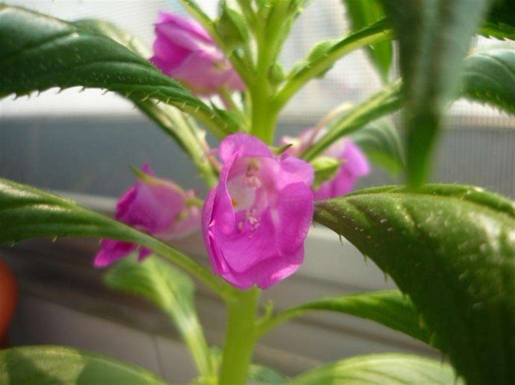 凤仙花几天浇一次水最好 凤仙花水肥管理技巧全在这里了