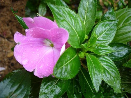 凤仙花几天浇一次水最好 凤仙花水肥管理技巧全在这里了