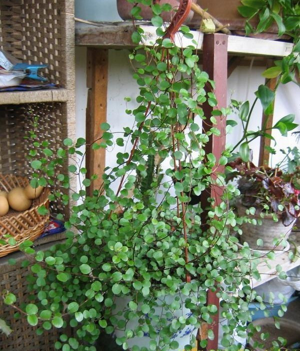 千叶吊兰有毒吗?家养千叶吊兰有这么多好处你都知道吗