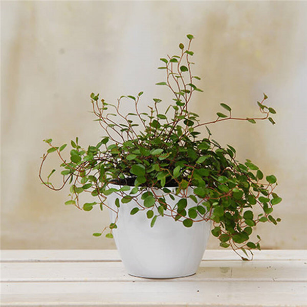 千叶吊兰有毒吗?家养千叶吊兰有这么多好处你都知道吗