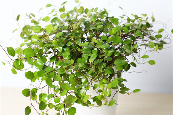 千叶吊兰有毒吗?家养千叶吊兰有这么多好处你都知道吗