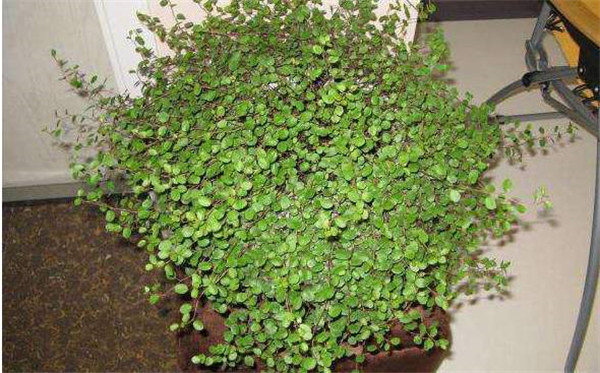 千叶吊兰有毒吗?家养千叶吊兰有这么多好处你都知道吗