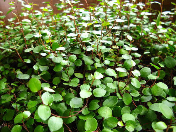 千叶吊兰有毒吗?家养千叶吊兰有这么多好处你都知道吗