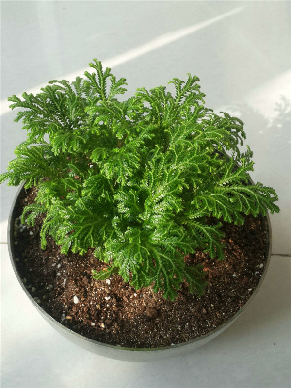 翠云草好养吗到底该怎么养,翠云草的养殖方法技巧介绍在这里哦