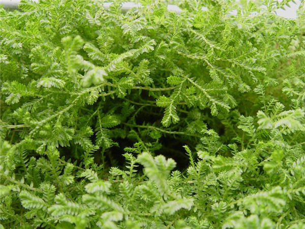 翠云草好养吗到底该怎么养,翠云草的养殖方法技巧介绍在这里哦