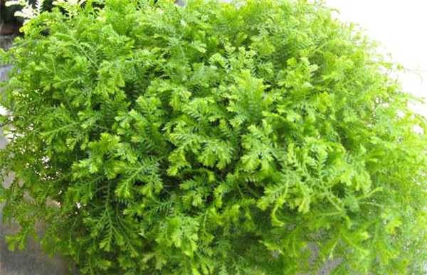 翠云草好养吗到底该怎么养,翠云草的养殖方法技巧介绍在这里哦
