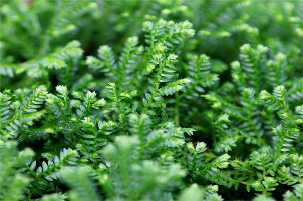 翠云草好养吗到底该怎么养,翠云草的养殖方法技巧介绍在这里哦