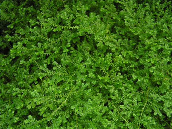 翠云草好养吗到底该怎么养,翠云草的养殖方法技巧介绍在这里哦