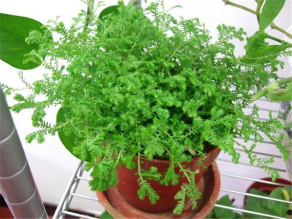 翠云草好养吗到底该怎么养,翠云草的养殖方法技巧介绍在这里哦