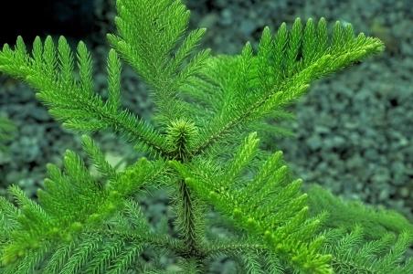 南洋杉寓意什么风水是风水树吗 南洋杉还有这些风水禁忌哦