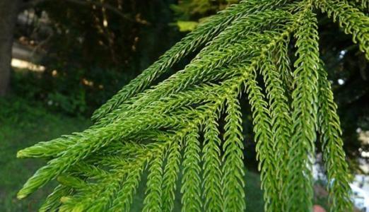 南洋杉寓意什么风水是风水树吗 南洋杉还有这些风水禁忌哦