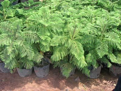 南洋杉的养殖方法和注意事项详细介绍 南洋杉这么养才长得好