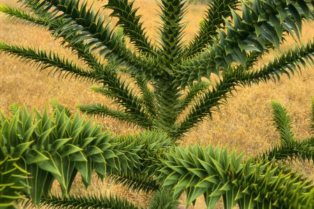 南洋杉的盆景造型及修剪方法 南洋杉这么修剪简直不要太好看