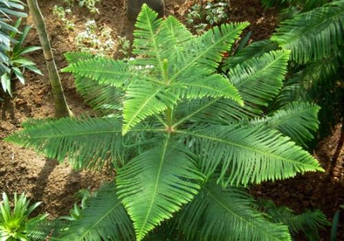 南洋杉的繁殖方法有哪些 学会这些给南洋杉繁殖不是问题