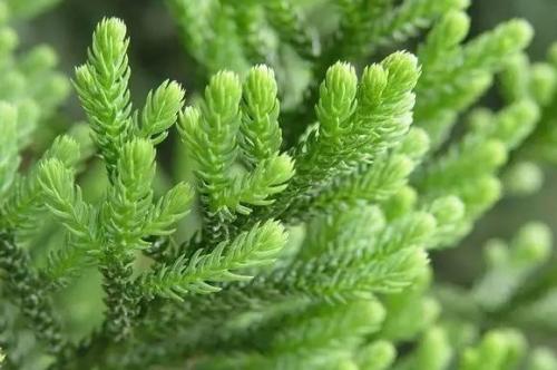 南洋杉的繁殖方法有哪些 学会这些给南洋杉繁殖不是问题