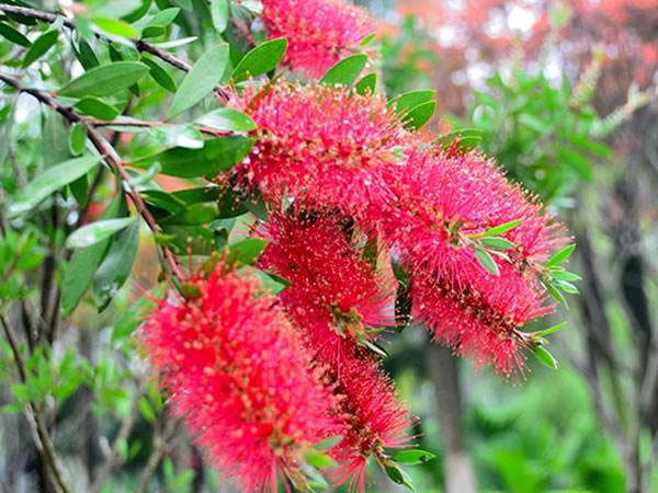 ��ǧ�����ֳ�������������� ��ֳ��ǧ����Ҫע����Щ����