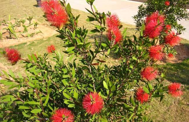 ��ǧ�����ֳ�������������� ��ֳ��ǧ����Ҫע����Щ����