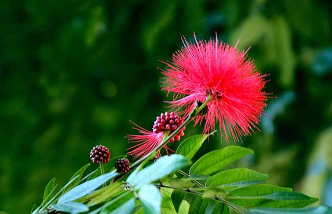 ��ǧ�����ֳ�������������� ��ֳ��ǧ����Ҫע����Щ����