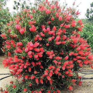 ��ǧ�����ֳ�������������� ��ֳ��ǧ����Ҫע����Щ����