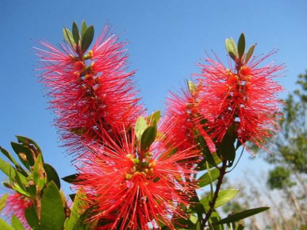 红千层怎样修剪长得好 红千层的修剪方法步骤图解