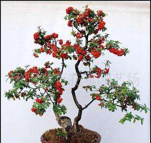 红千层怎样修剪长得好 红千层的修剪方法步骤图解