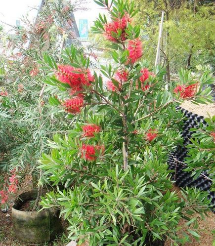 红千层怎样修剪长得好 红千层的修剪方法步骤图解