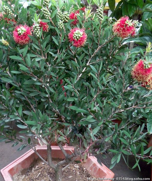 红千层怎样修剪长得好 红千层的修剪方法步骤图解