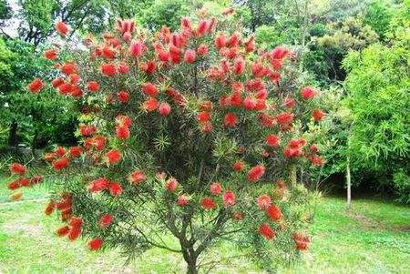 红千层怎样修剪长得好 红千层的修剪方法步骤图解