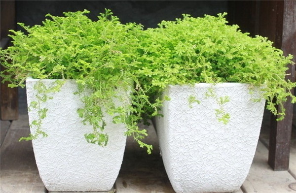 翠云草怎么繁殖,翠云草的这两种繁殖方法你都学会了吗