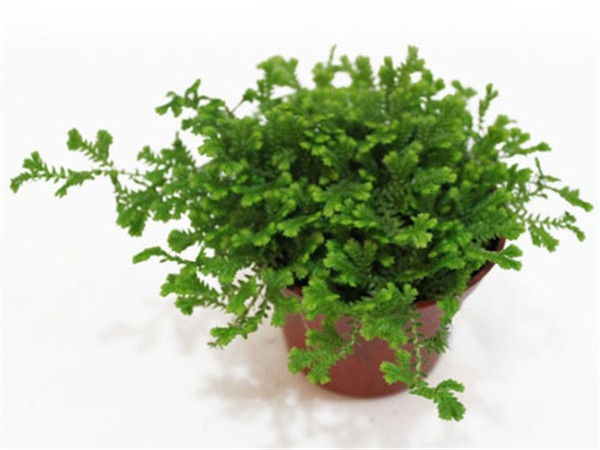 翠云草怎么繁殖,翠云草的这两种繁殖方法你都学会了吗