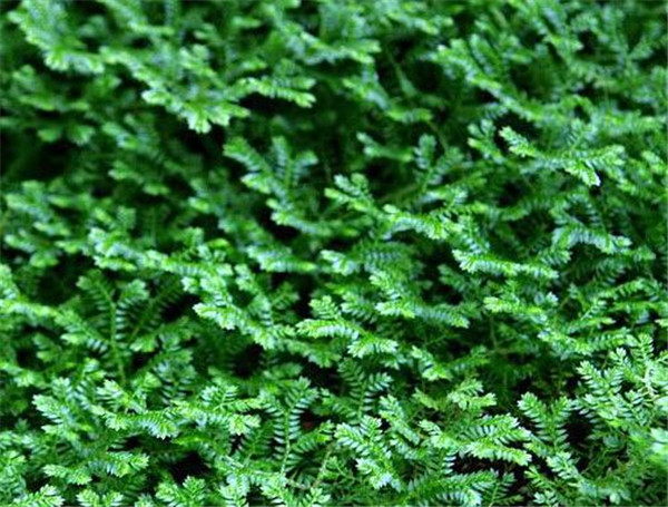 ƲҶƬô£ƲҶƬͿԱ