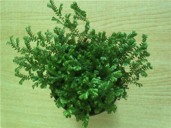 ƲҶƬô£ƲҶƬͿԱ