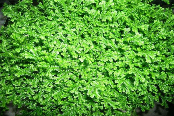 ƲҶƬô£ƲҶƬͿԱ