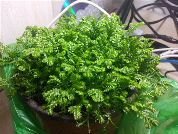 ƲҶƬô£ƲҶƬͿԱ